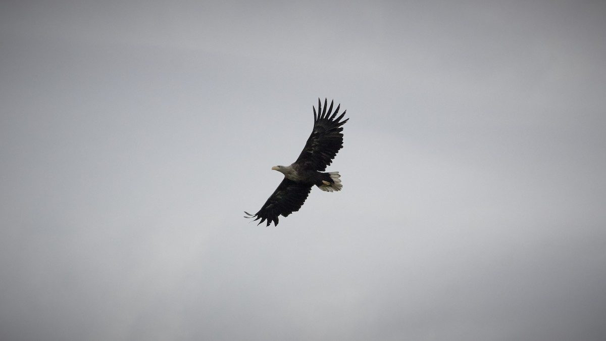 White-tailed Eagle - ML619443382
