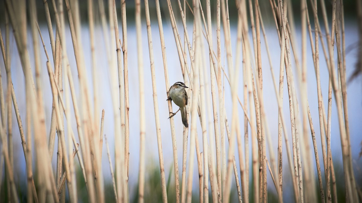 Common Reed Warbler - ML619443393