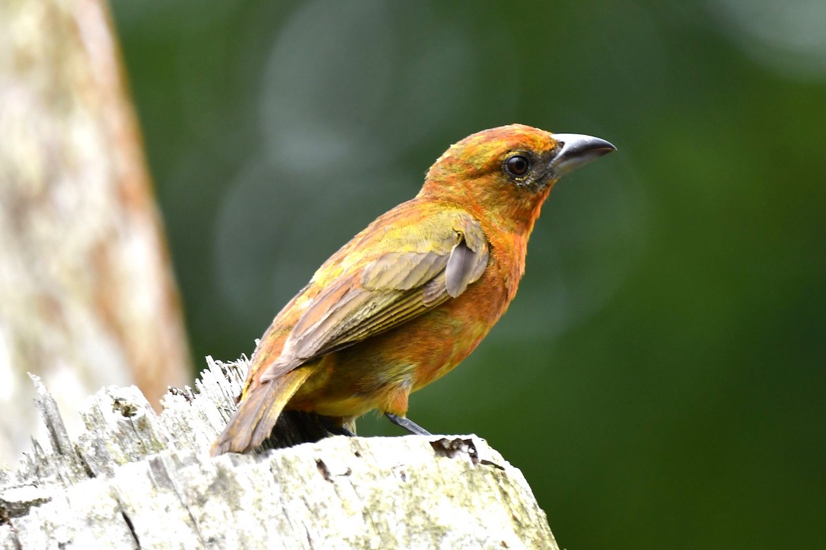 Hepatic Tanager (Highland) - ML619443404