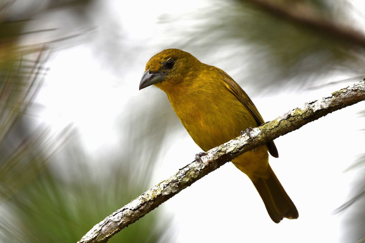 Hepatic Tanager (Highland) - ML619443405