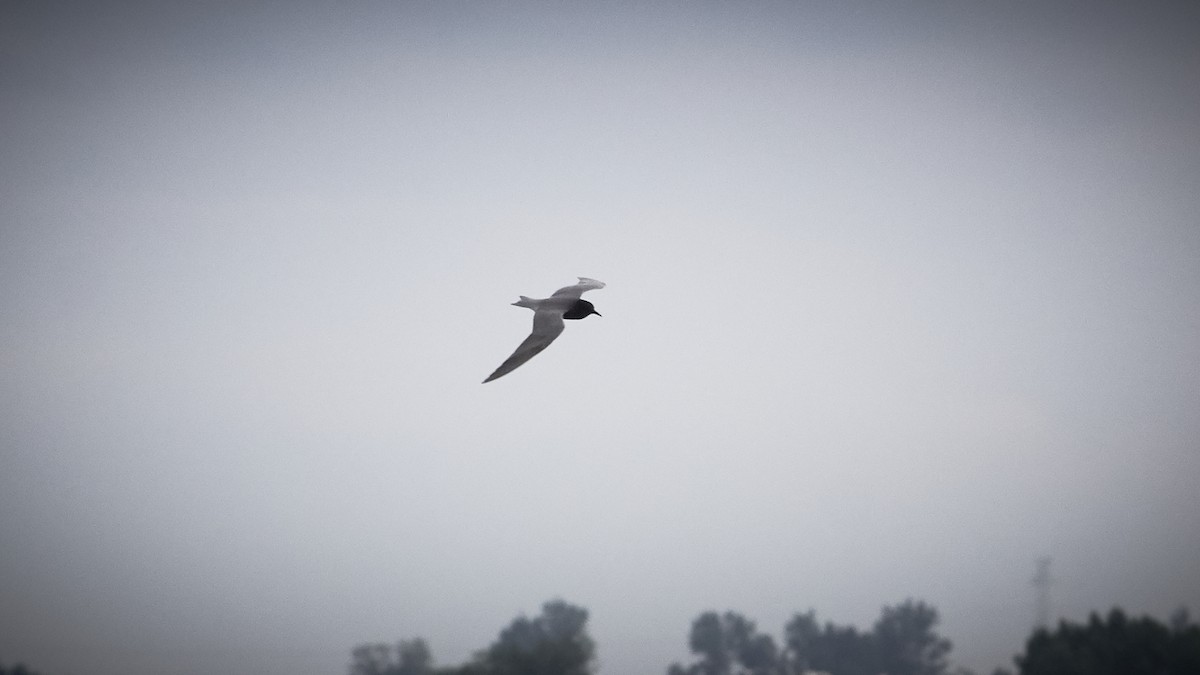 Barn Swallow (White-bellied) - ML619443407
