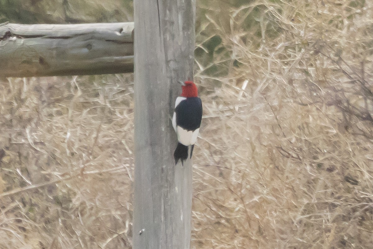 Red-headed Woodpecker - ML619443419