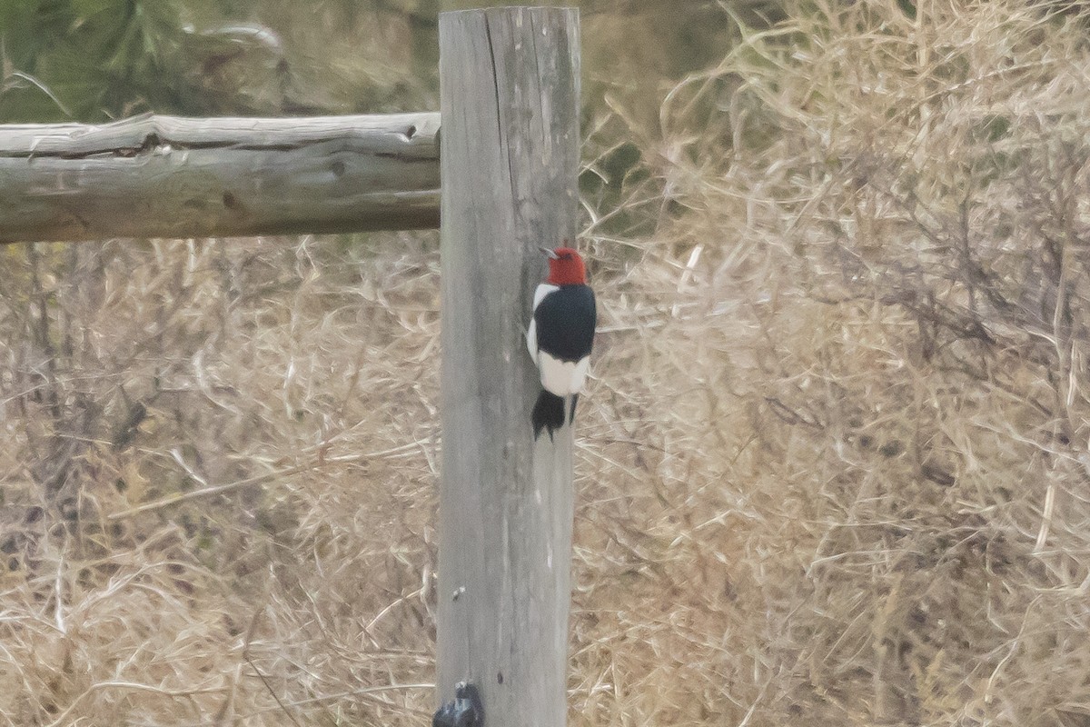 Red-headed Woodpecker - ML619443420