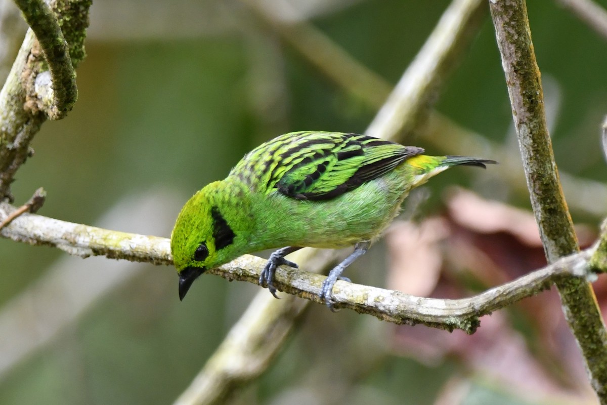 Emerald Tanager - ML619443435
