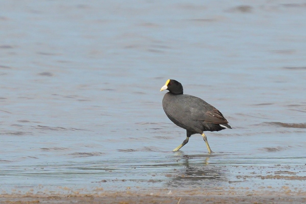 White-winged Coot - ML619443460