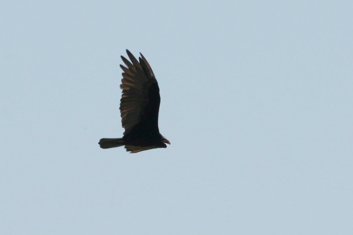 Lesser Yellow-headed Vulture - ML619443471