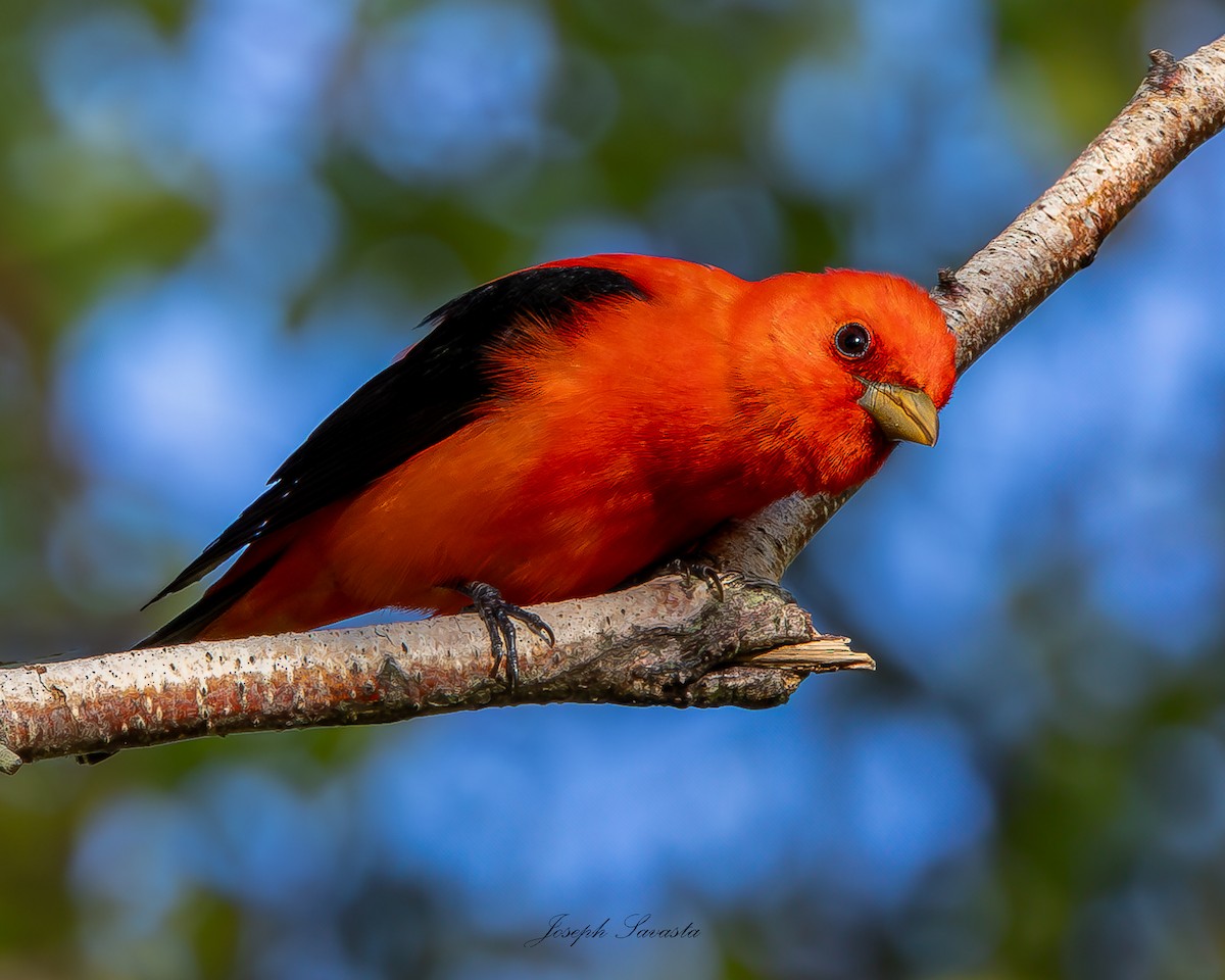 Scarlet Tanager - ML619443474