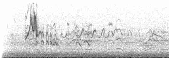 ニシツメナガセキレイ（iberiae） - ML619443503