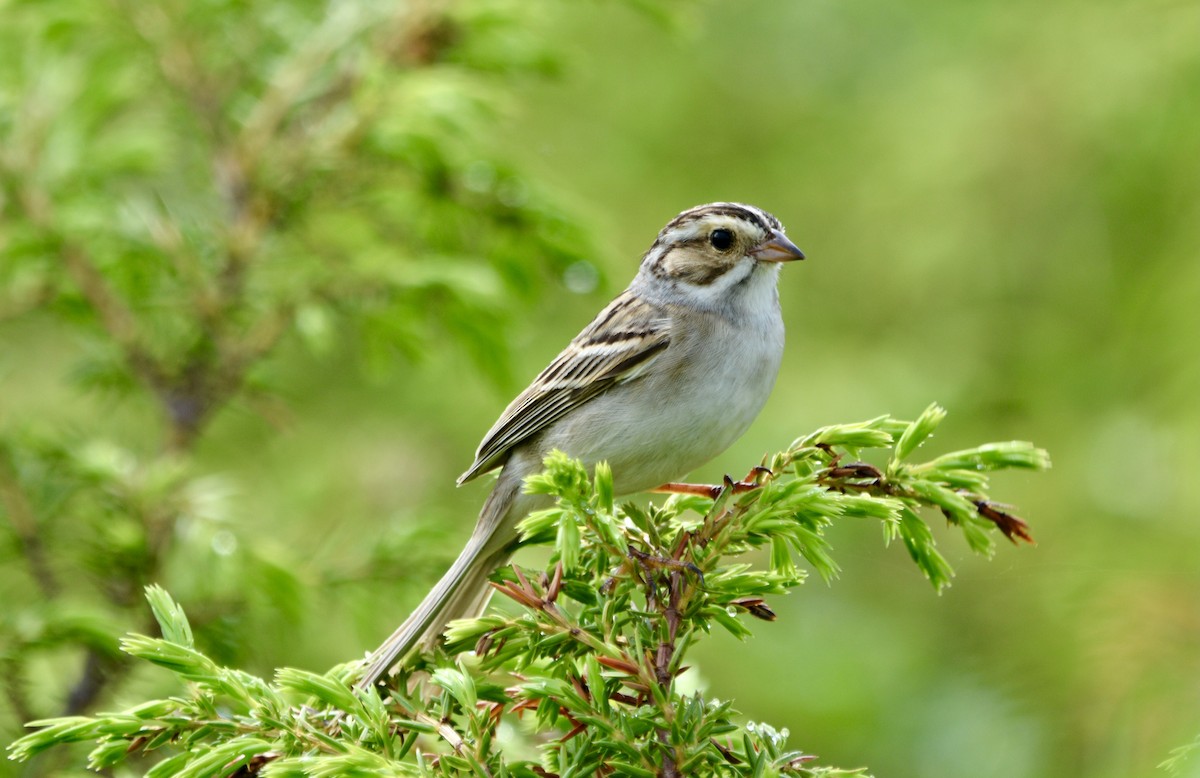 Clay-colored Sparrow - ML619443524