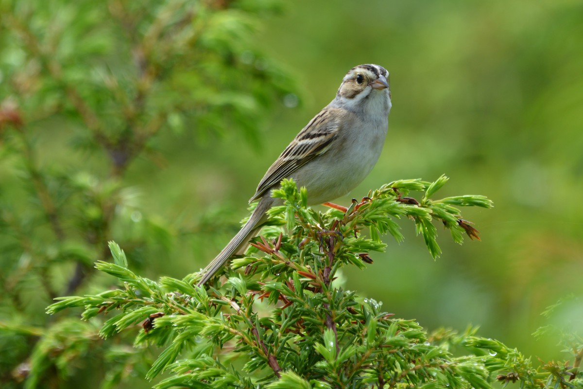 Clay-colored Sparrow - ML619443525