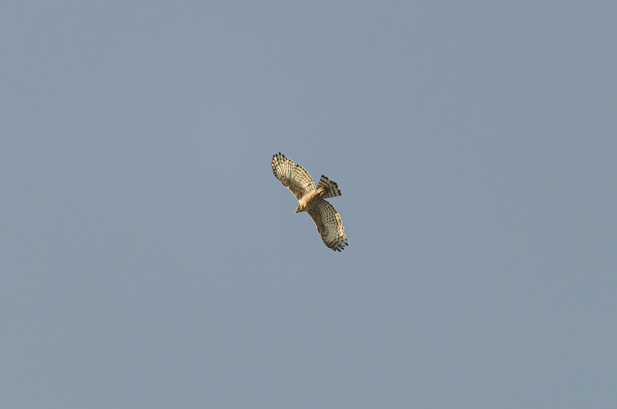 Хохлатый орёл - ML619443528
