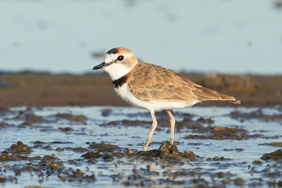 Collared Plover - ML619443530