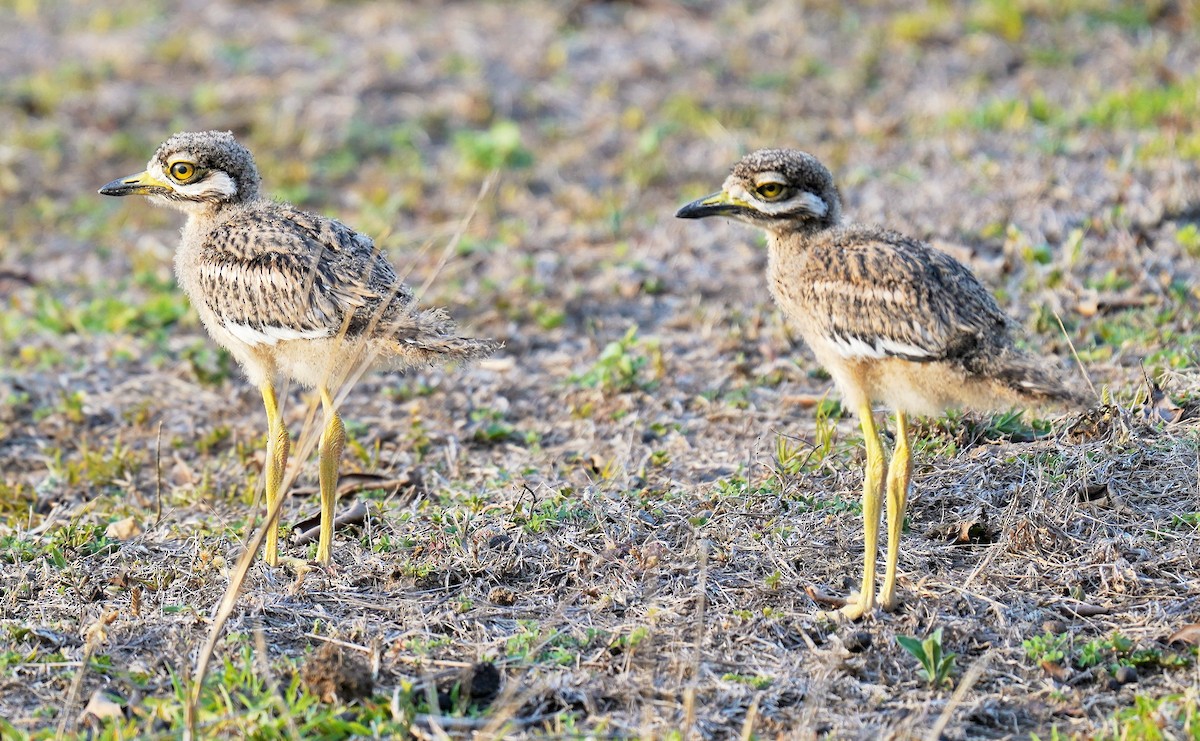 Indian Thick-knee - ML619443534