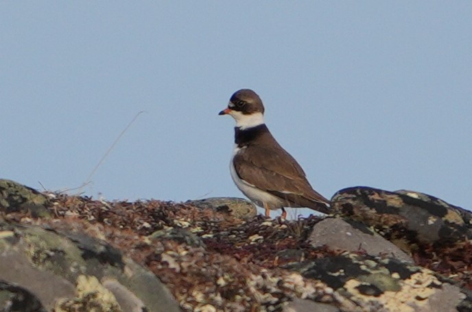 Semipalmated Plover - ML619443560