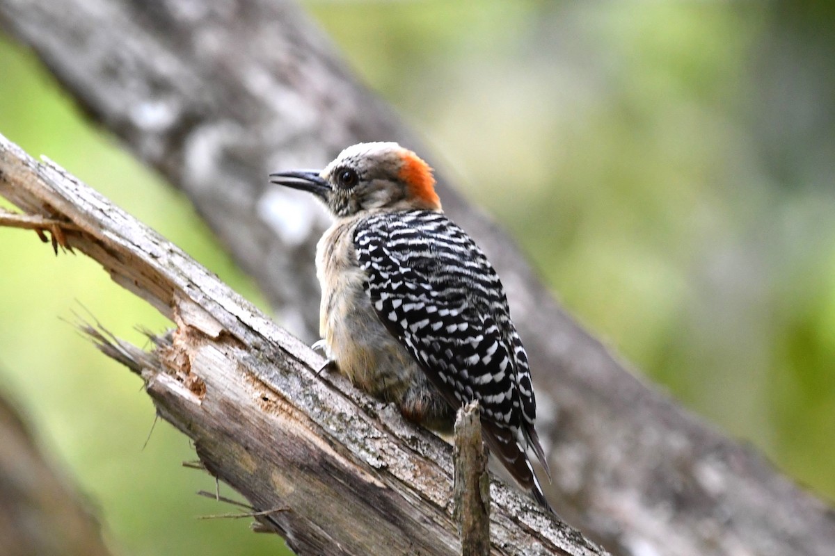 Red-crowned Woodpecker - ML619443563