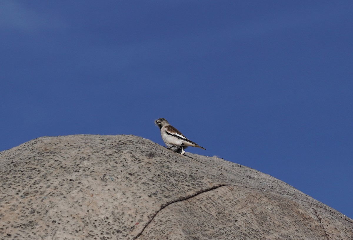 White-winged Snowfinch - ML619443661