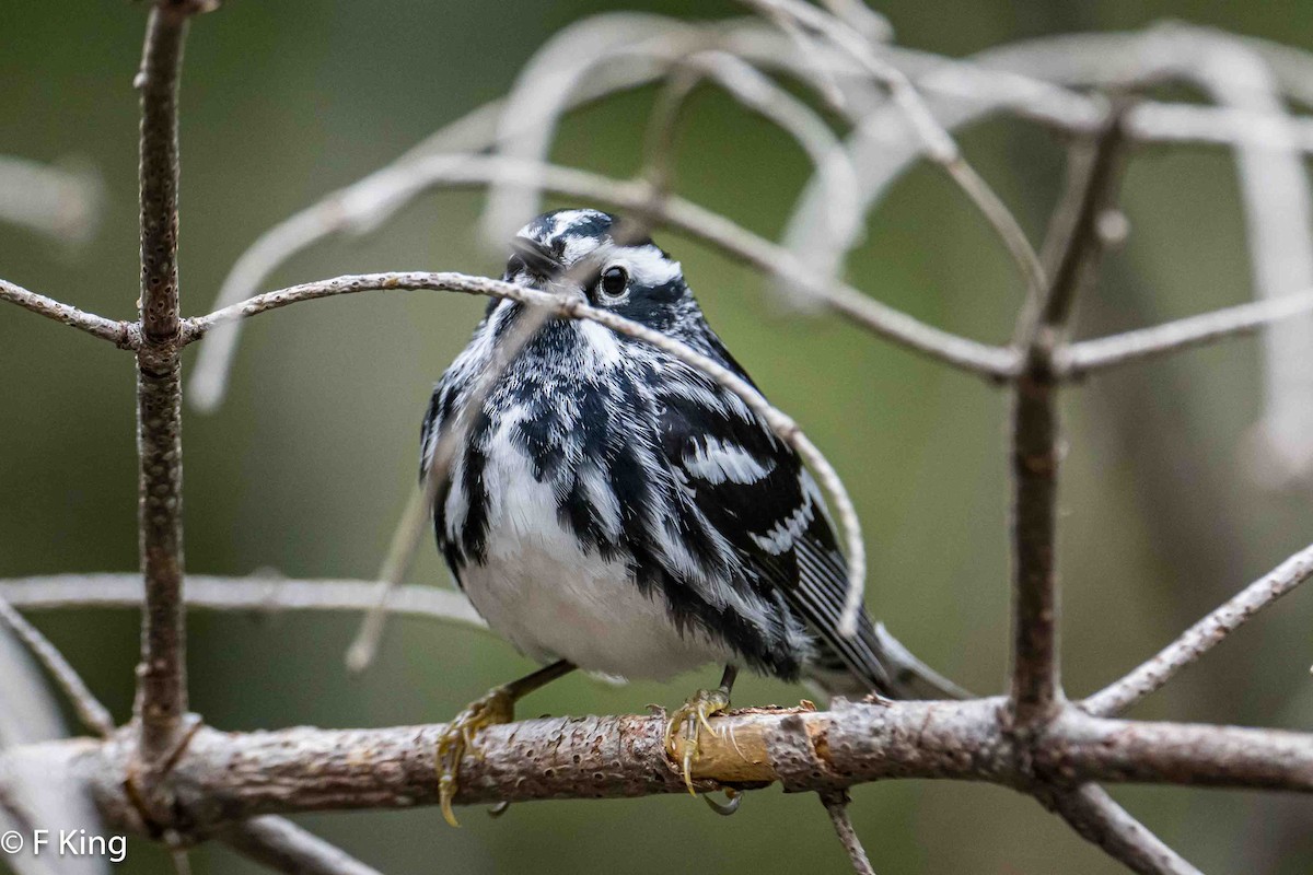 Black-and-white Warbler - ML619443684