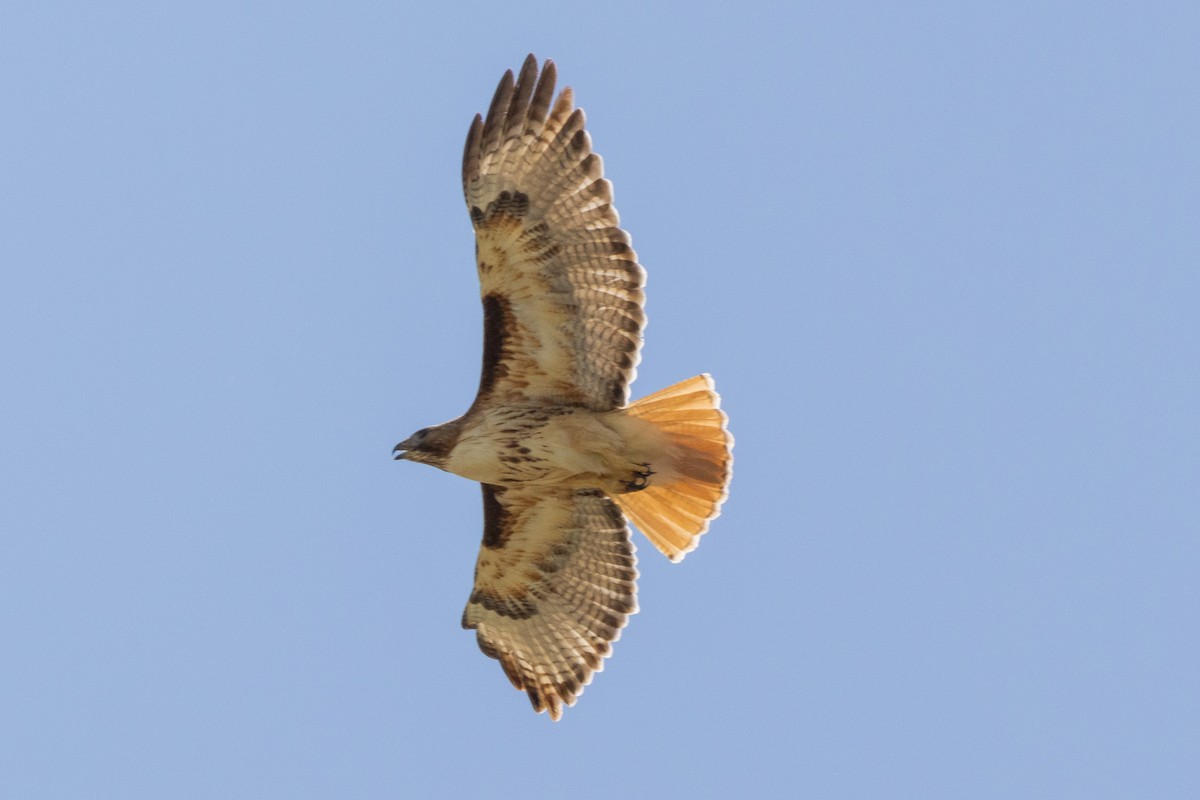 Red-tailed Hawk - ML619443685
