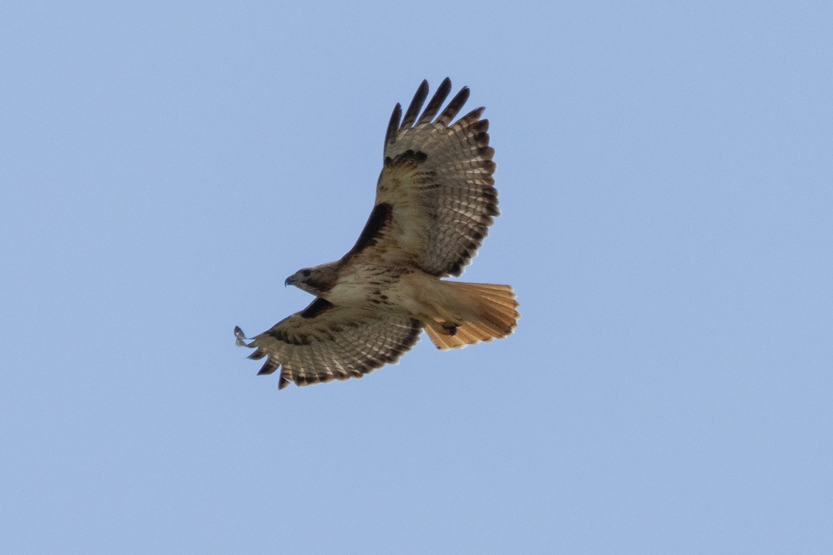 Red-tailed Hawk - ML619443686