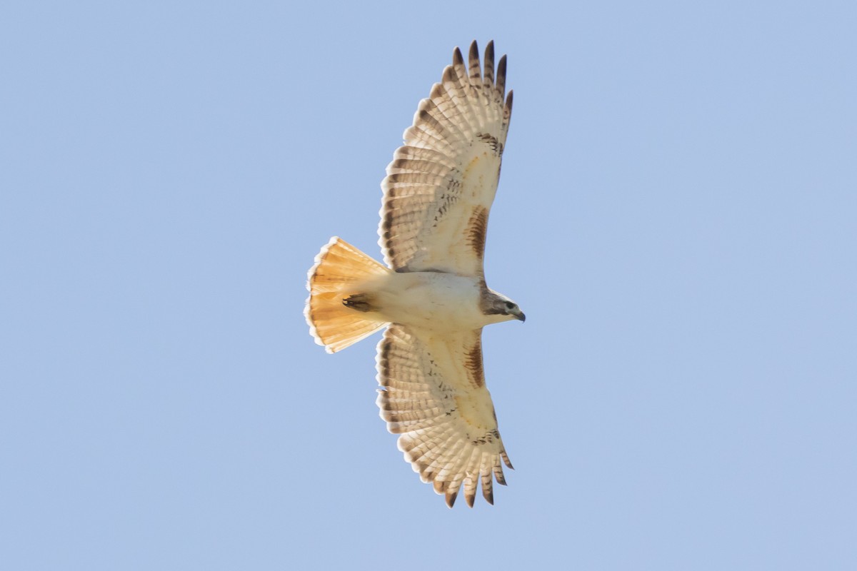 Red-tailed Hawk - ML619443687