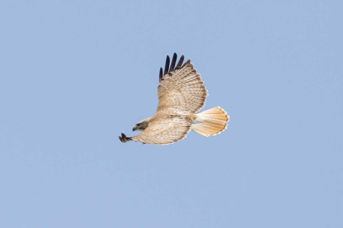 Red-tailed Hawk - ML619443688