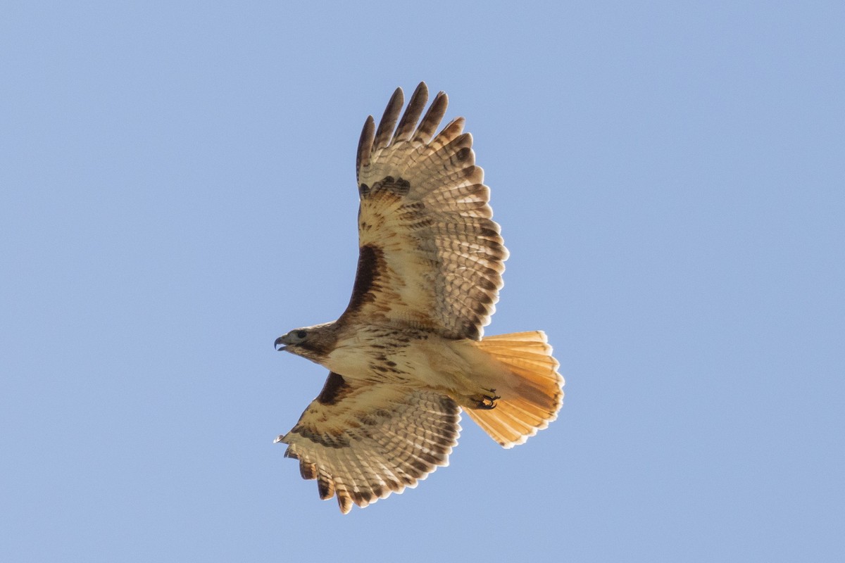 Red-tailed Hawk - ML619443690