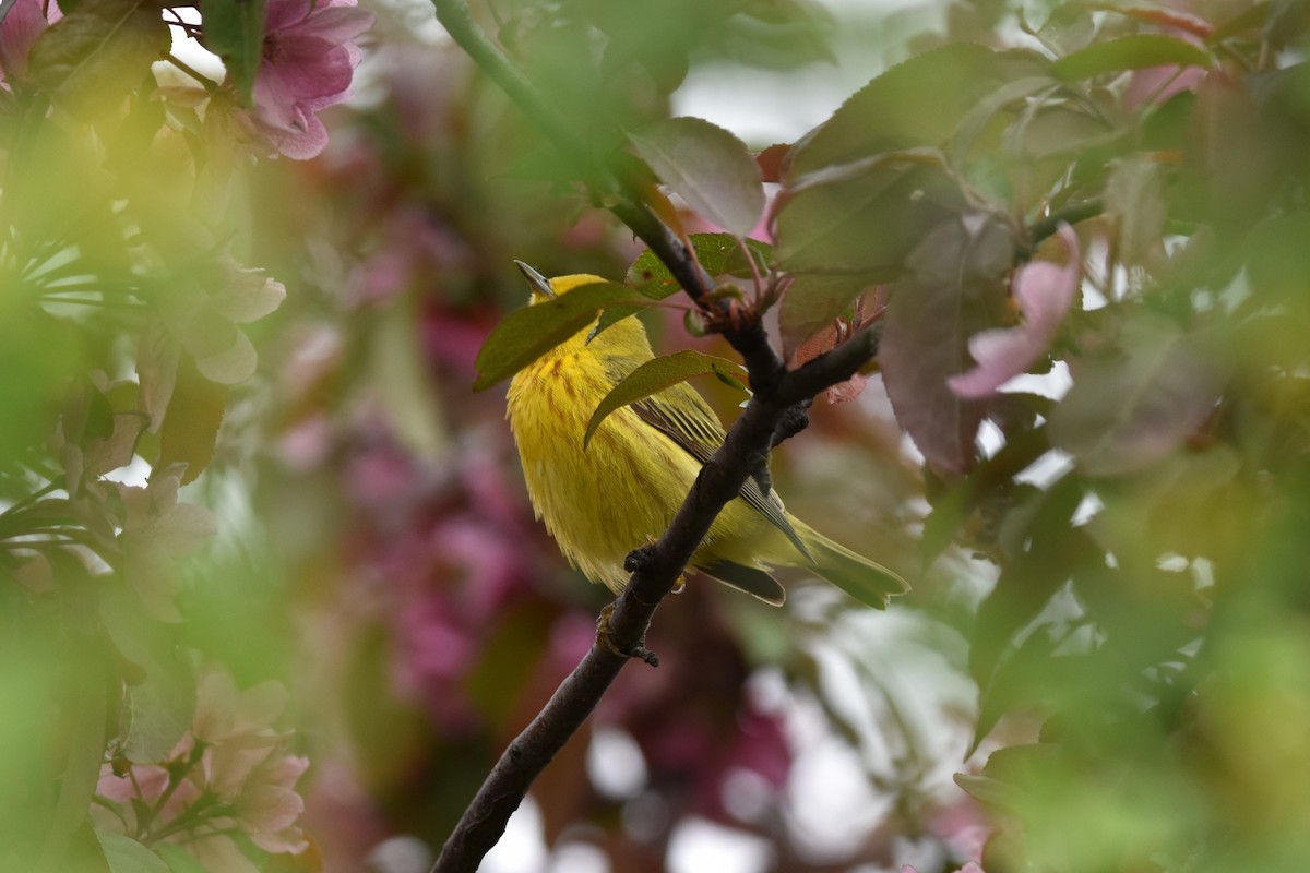 Yellow Warbler - ML619443696