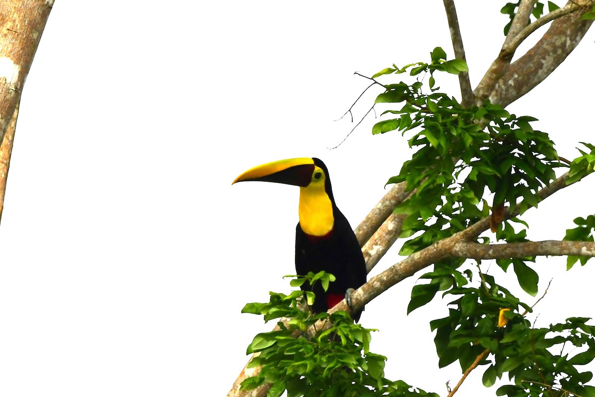Toucan tocard (swainsonii) - ML619443863
