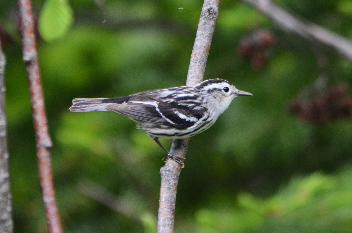 Black-and-white Warbler - ML619443883