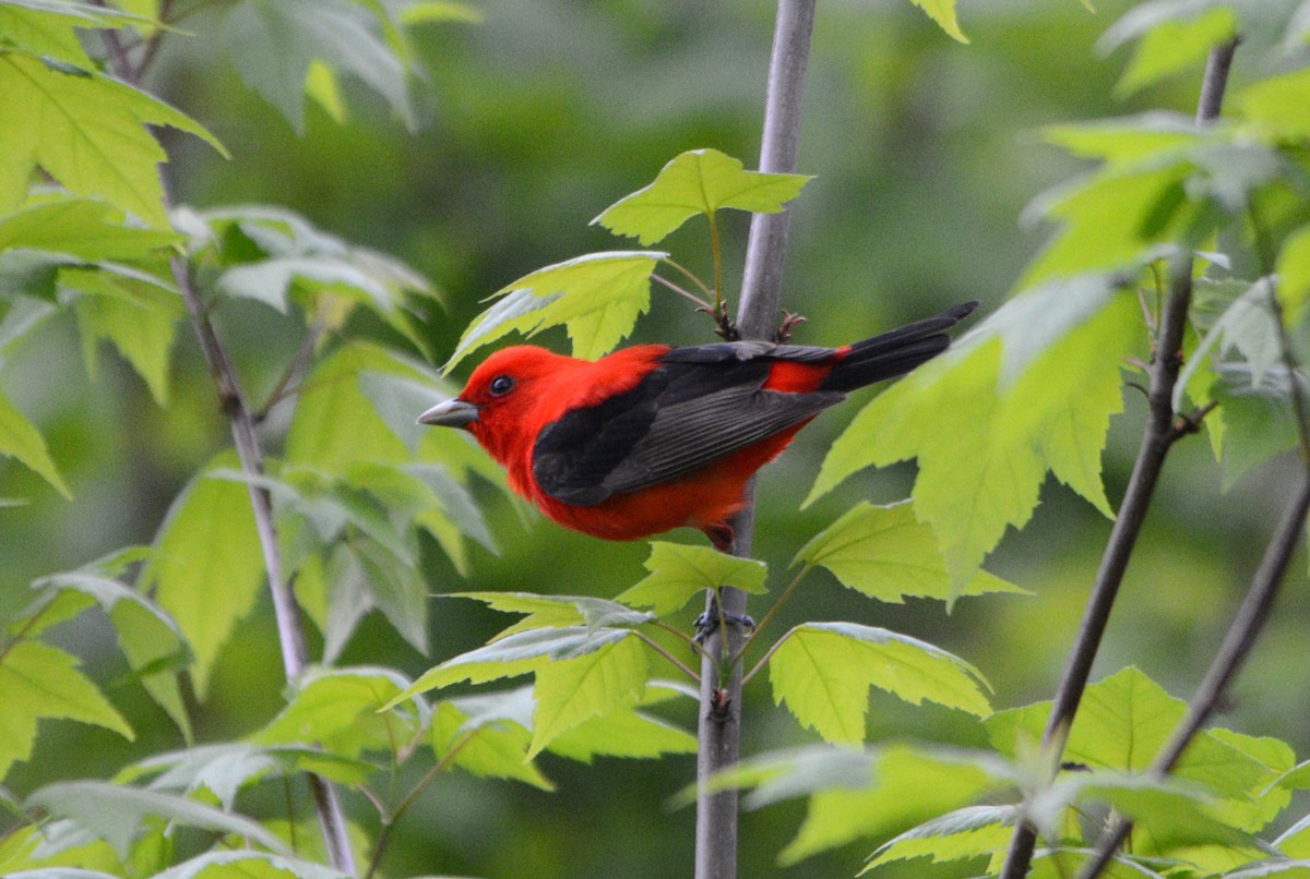 Scarlet Tanager - ML619443913