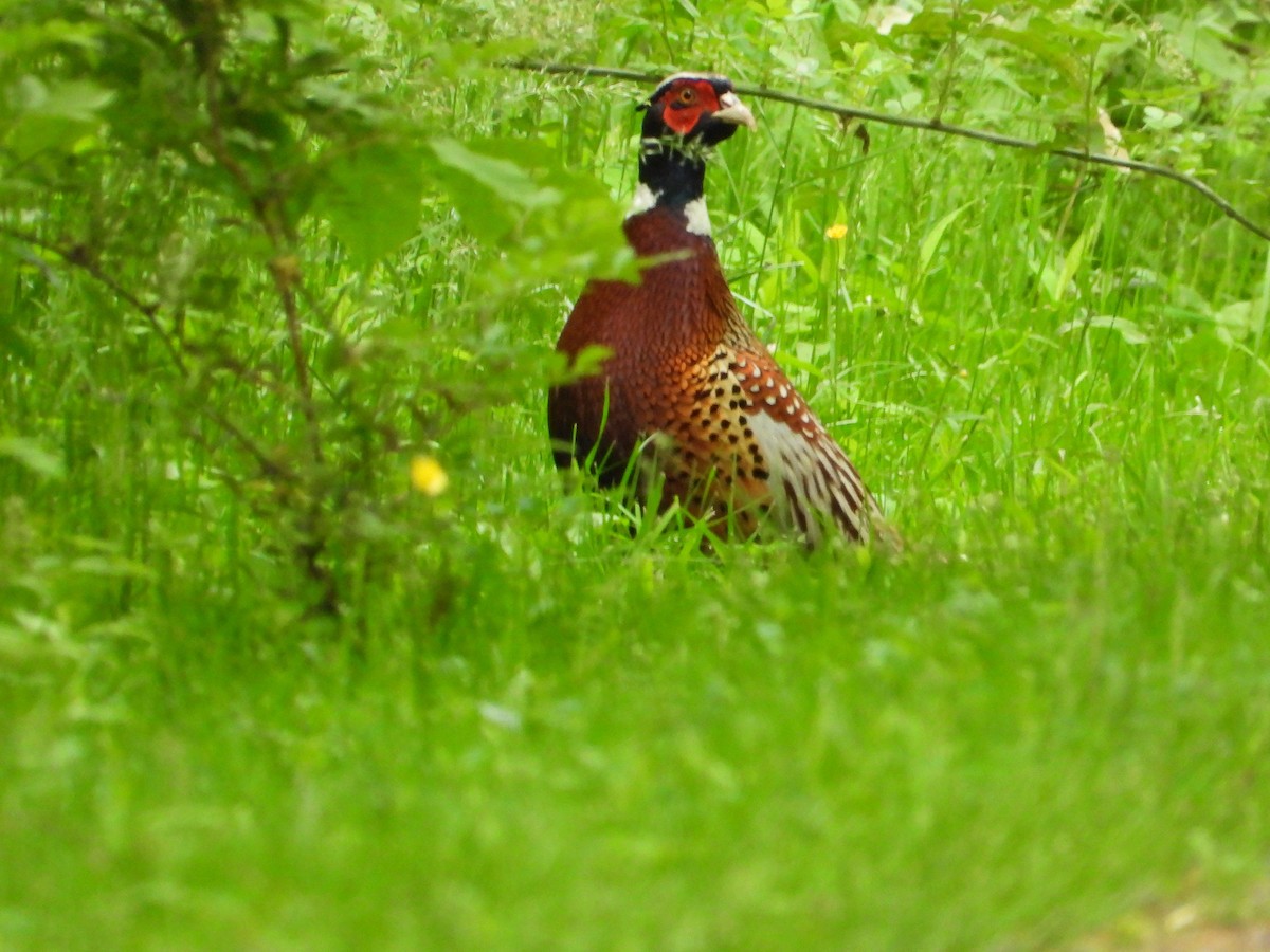Ring-necked Pheasant - ML619443981