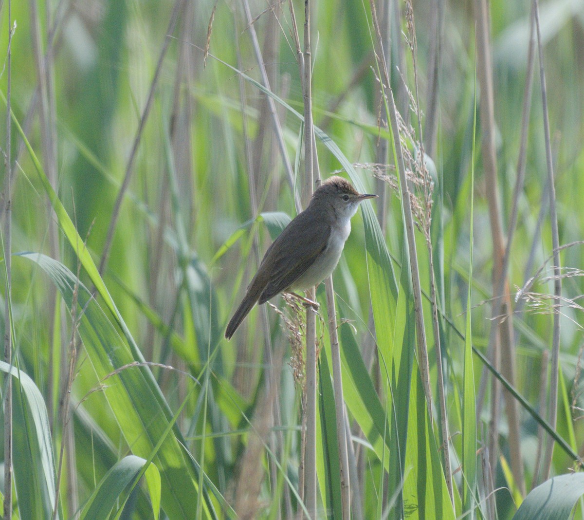 Common Reed Warbler - ML619443992