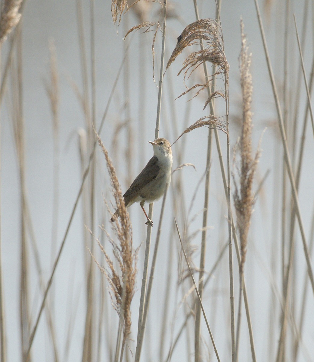 Common Reed Warbler - ML619443993