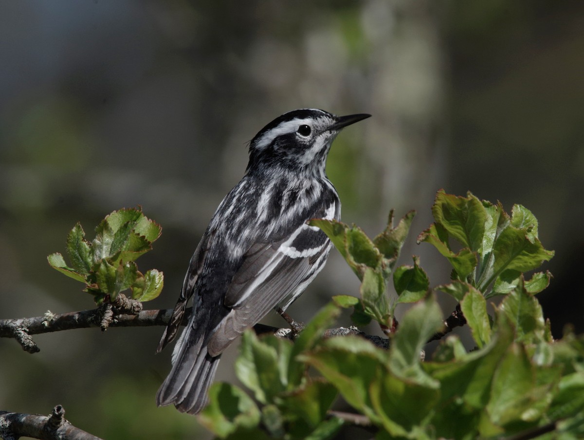 Black-and-white Warbler - ML619444044