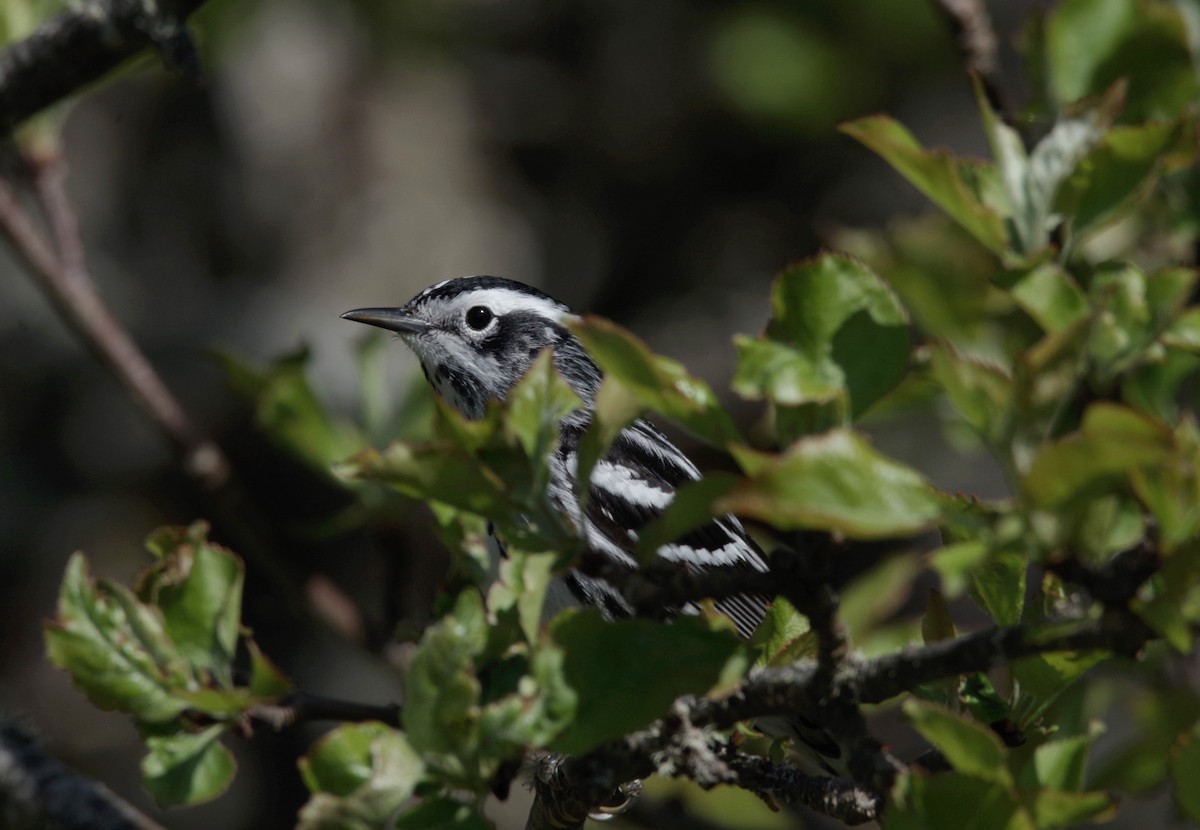 Black-and-white Warbler - ML619444045