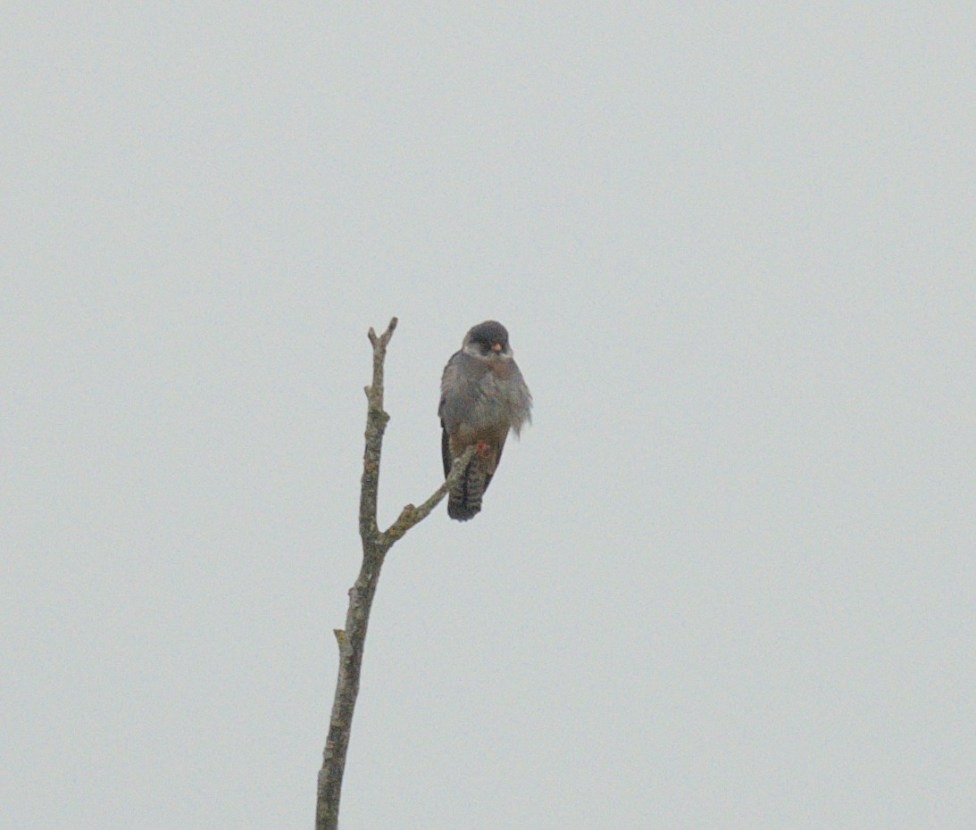 Red-footed Falcon - ML619444047