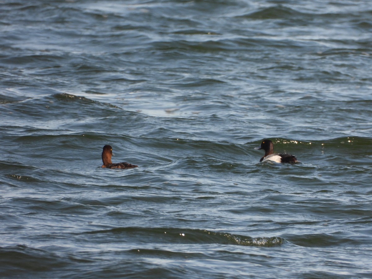 Greater Scaup - ML619444116