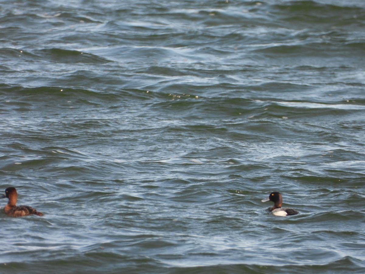 Greater Scaup - ML619444117