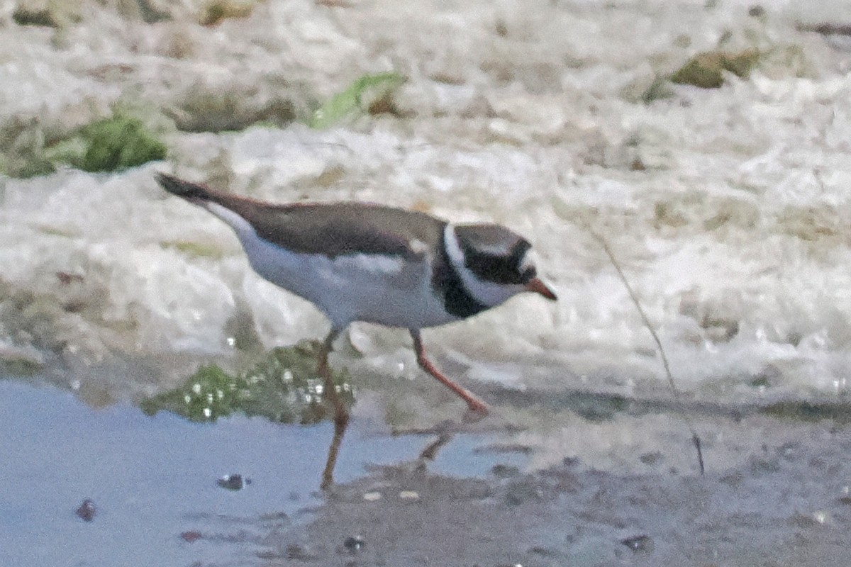 Common Ringed Plover - ML619444118