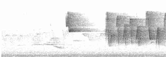 Соловьиная широкохвостка - ML619444124