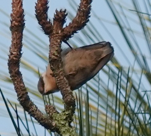 Brown-headed Nuthatch - ML619444151