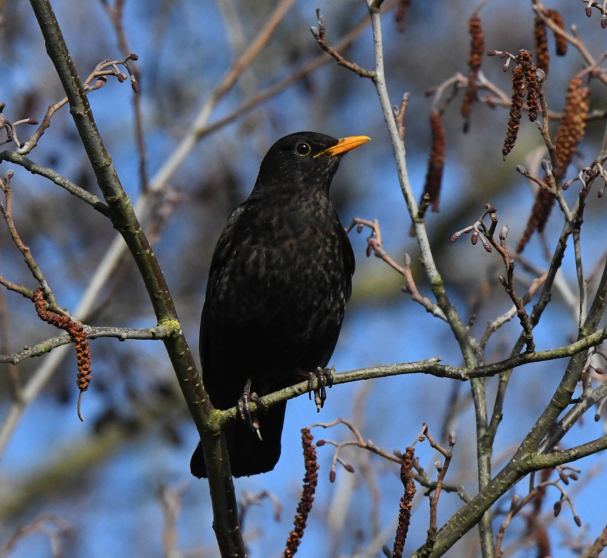 Eurasian Blackbird - ML619444169
