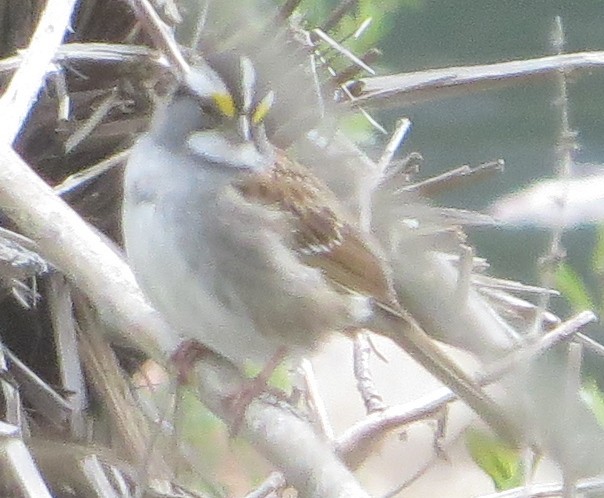White-throated Sparrow - ML619444170