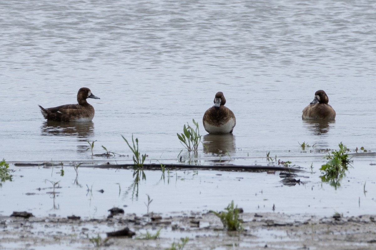 Greater Scaup - ML619444189
