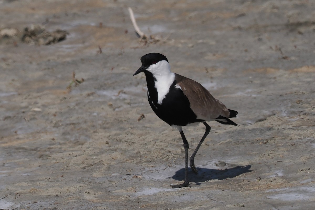 Spur-winged Lapwing - ML619444315