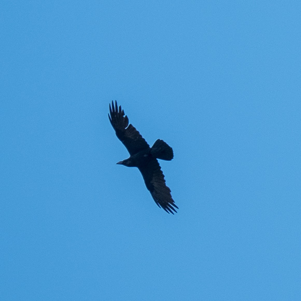 Common Raven - ML619444341