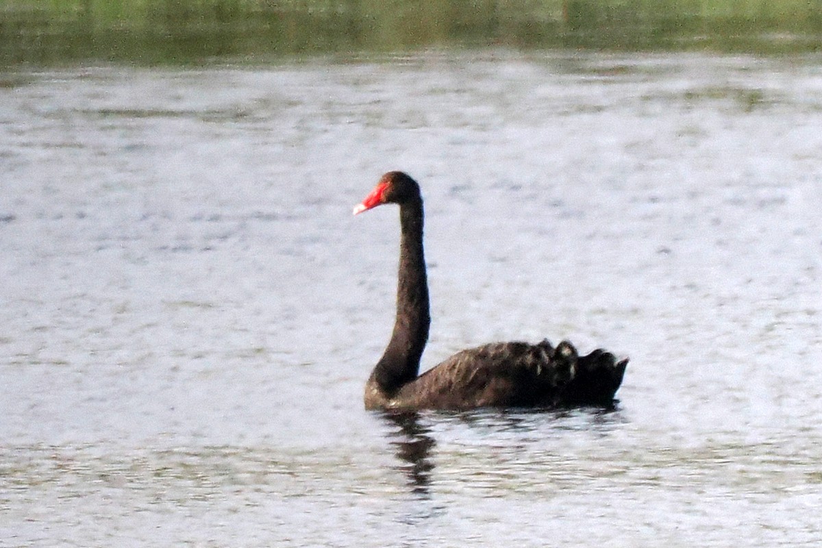 Black Swan - ML619444510