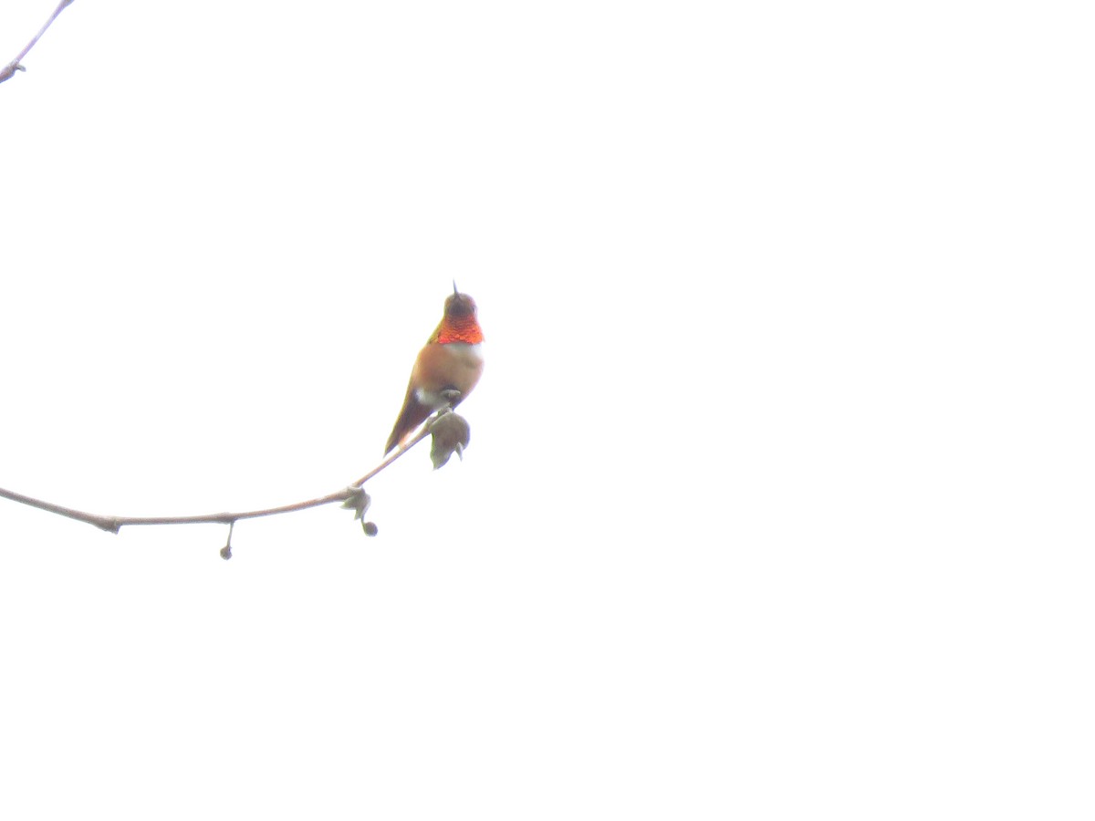 Allen's Hummingbird - ML619444590