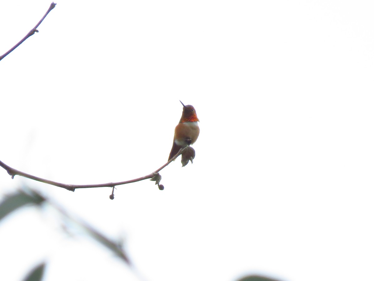 Allen's Hummingbird - ML619444592