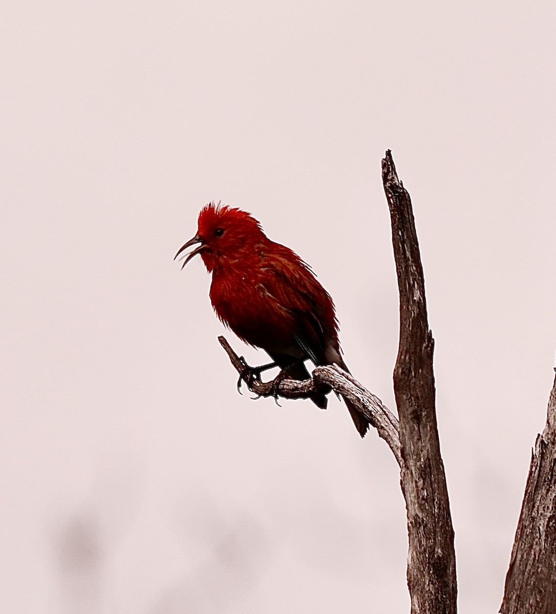 Apapanekleidervogel - ML619444619